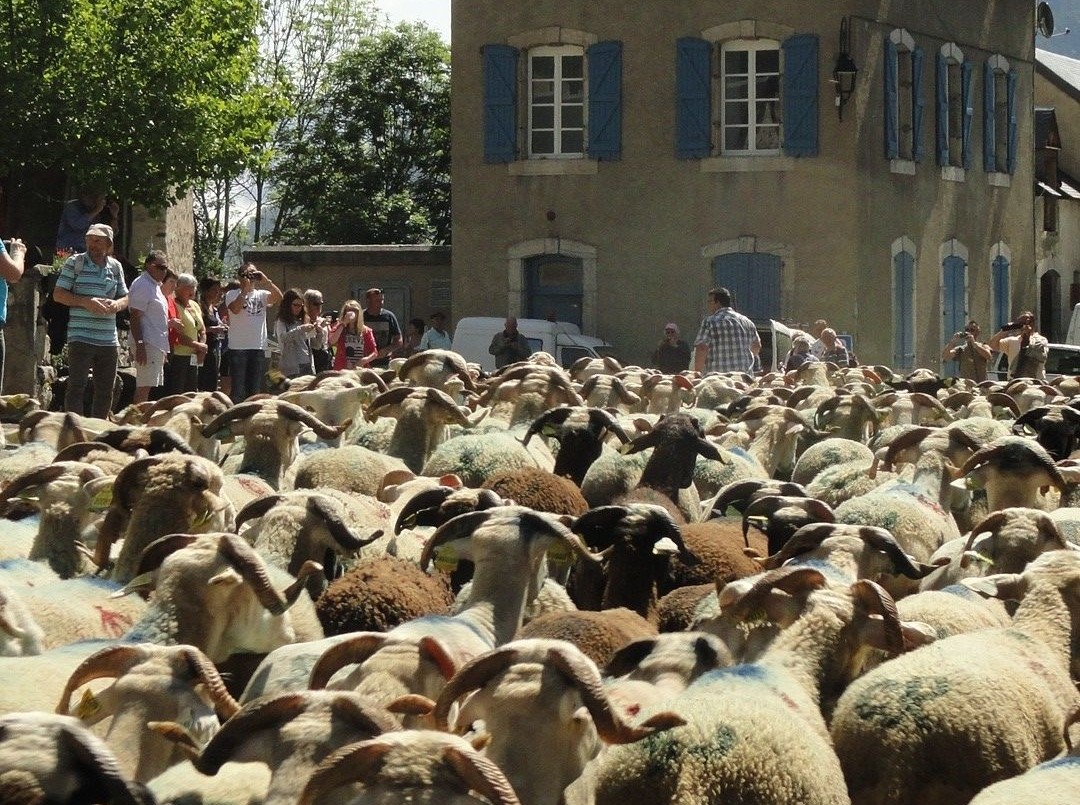 ARRIVEE DES TROUPEAUX AU VILLAGE