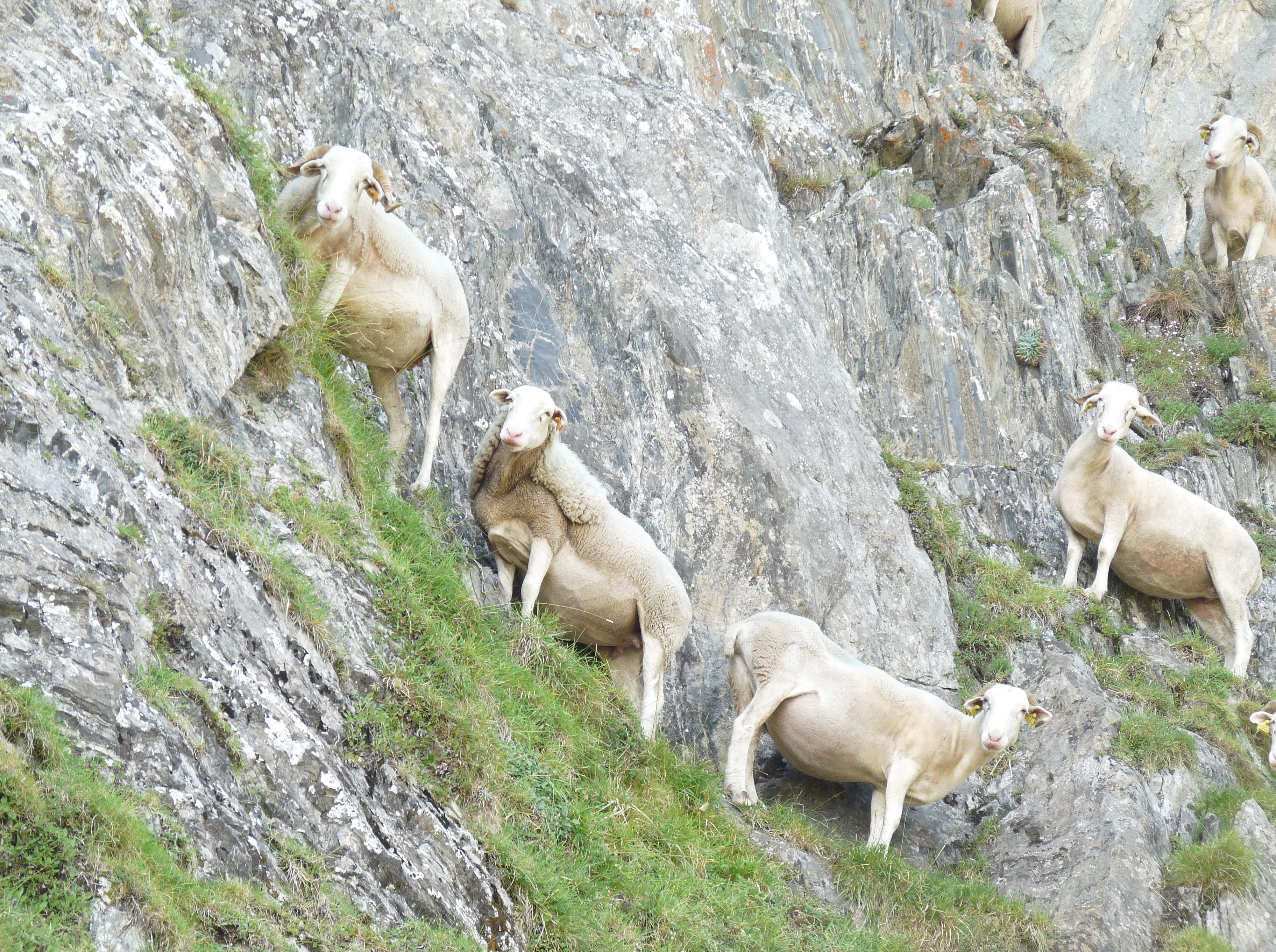 LES "OUEILLES" ESTIVANTES