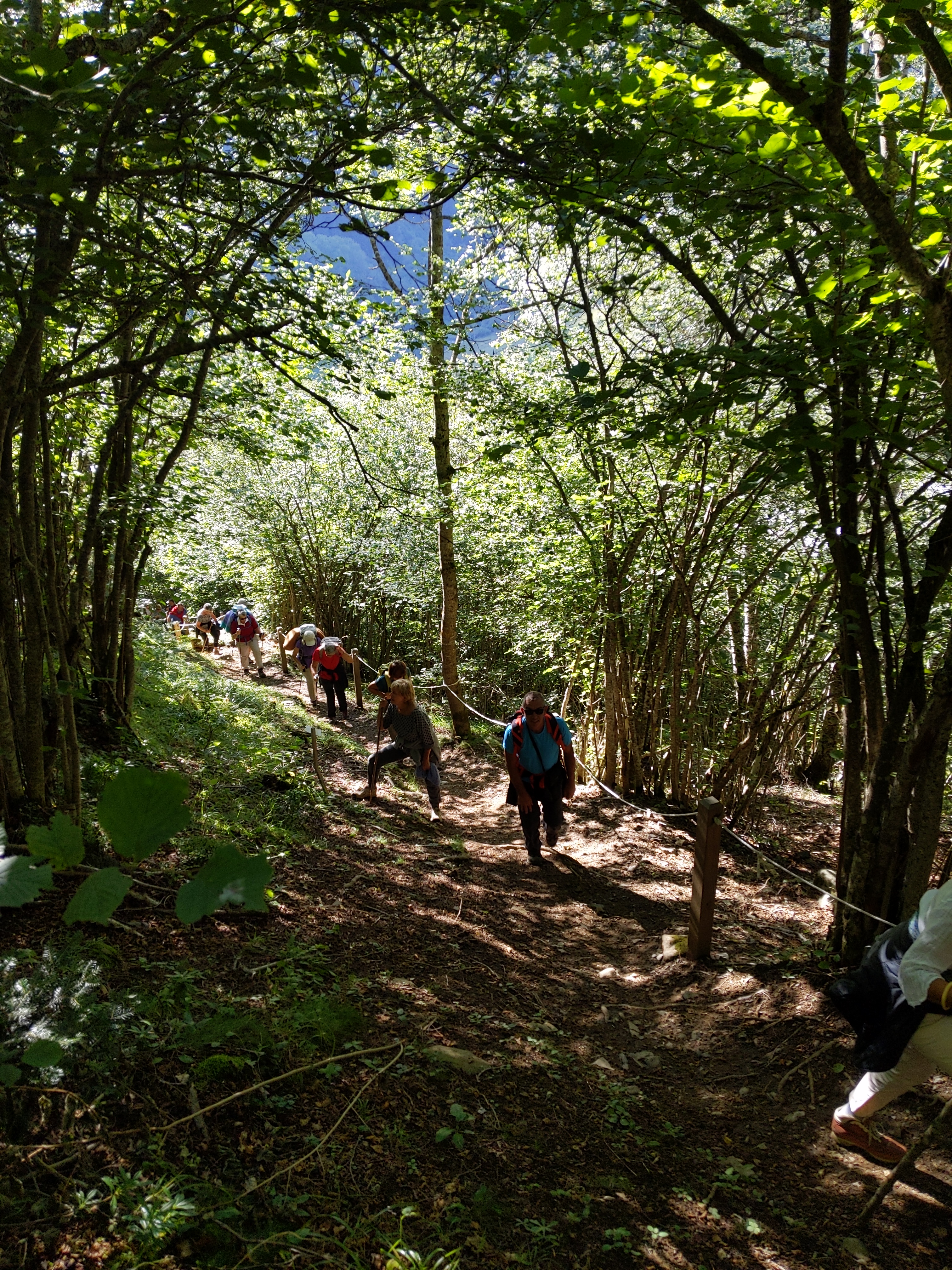 Forêt