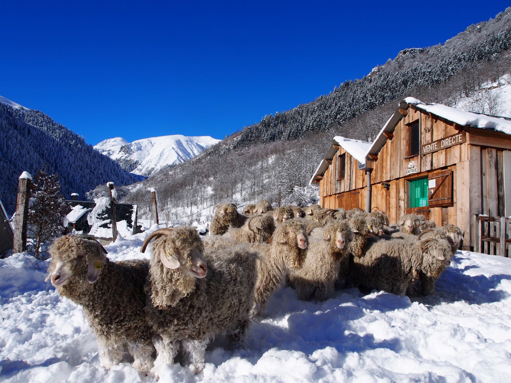 Chèvrerie - Mohair d'Aulon en Pyrénées